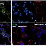 Thermo Fisher Scientific F(ab`)2-Rabbit anti-Goat IgG (H+L) Cross-Adsorbed Secondary Antibody, Alexa Fluor 488