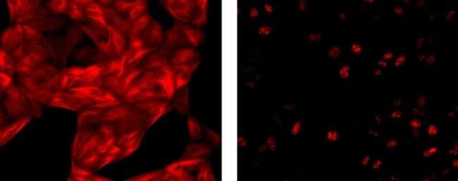 Thermo Fisher Scientific Rat anti-Mouse IgG1 Secondary Antibody, eFluor 615, eBioscience