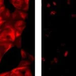 Thermo Fisher Scientific Rat anti-Mouse IgG1 Secondary Antibody, eFluor 615, eBioscience