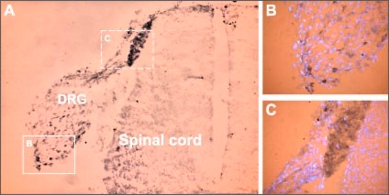 Merck Anti-Sodium Channel NaV1.9 antibody produced in rabbit