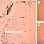 Merck Anti-Sodium Channel NaV1.9 antibody produced in rabbit