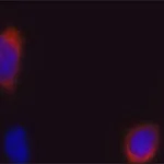 Merck Anti-CRISPR/Cas9 (C-terminal) antibody, Mouse monoclonal