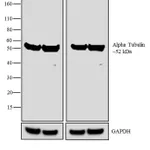 Thermo Fisher Scientific Goat anti-Rat IgG Fab Secondary Antibody, Biotin