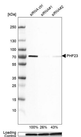 Merck Anti-PHF23 antibody produced in rabbit