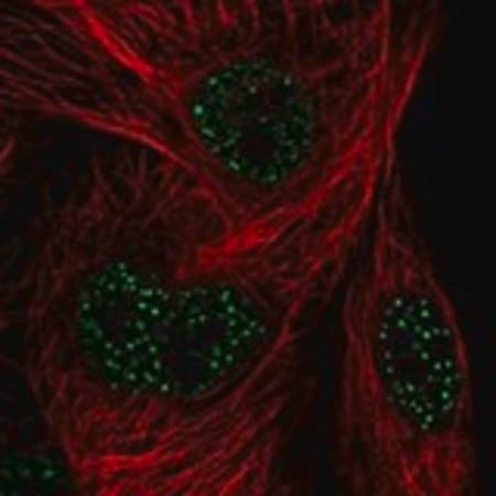 Merck Anti-FAM71A antibody produced in rabbit