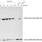 Thermo Fisher Scientific Rabbit anti-Mouse IgG2a Secondary Antibody, HRP