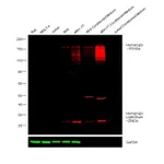 Thermo Fisher Scientific Rabbit anti-Human IgG (H+L) Cross-Adsorbed Secondary Antibody, DyLight 594