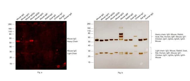 Thermo Fisher Scientific F(ab`)2-Goat anti-Mouse IgG (H+L) Secondary Antibody, Qdot 525