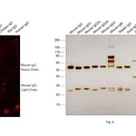 Thermo Fisher Scientific F(ab`)2-Goat anti-Mouse IgG (H+L) Secondary Antibody, Qdot 525