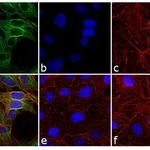 Thermo Fisher Scientific F(ab`)2-Goat anti-Rat IgG (H+L) Cross-Adsorbed Secondary Antibody, FITC