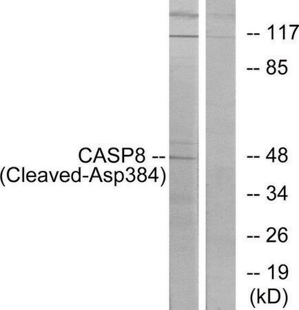 Merck Anti-CASP8 (Cleaved-Asp384), C-Terminal antibody produced in rabbit