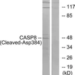 Merck Anti-CASP8 (Cleaved-Asp384), C-Terminal antibody produced in rabbit