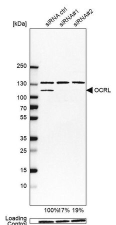 Merck Anti-OCRL antibody produced in rabbit