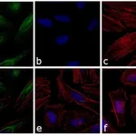 Thermo Fisher Scientific Donkey anti-Rabbit IgG (H+L) Cross-Adsorbed Secondary Antibody, FITC