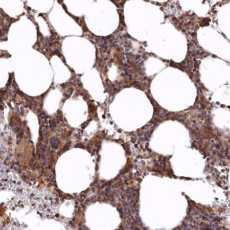 Merck Anti-CARD19 antibody produced in rabbit