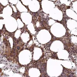 Merck Anti-CARD19 antibody produced in rabbit