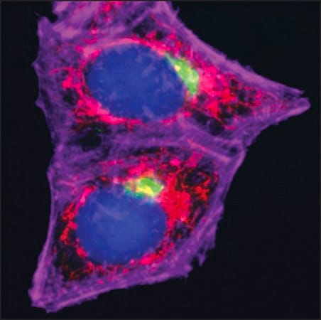 Merck Anti-Mouse IgG (H+L), highly cross-adsorbed, CF(TM) 555 antibody produced in goat