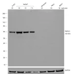 Thermo Fisher Scientific Goat anti-Mouse IgG1 Secondary Antibody, HRP
