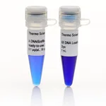 Thermo Fisher Scientific Lambda DNA/EcoRI plus HindIII Marker, ready-to-use