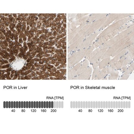Merck Anti-POR antibody produced in rabbit