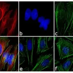 Thermo Fisher Scientific Goat anti-Mouse IgG1 Cross-Adsorbed Secondary Antibody, Alexa Fluor 568