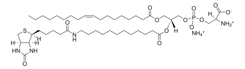 Merck 18:1-12:0 Biotin PS