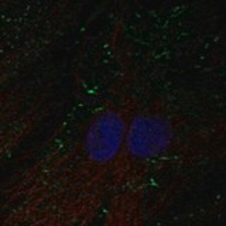 Merck Anti-SHROOM4 antibody produced in rabbit