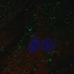 Merck Anti-SHROOM4 antibody produced in rabbit