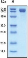 Merck PDGFRB/CD140B,HUMAN