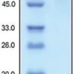 Merck PDGFRB/CD140B,HUMAN