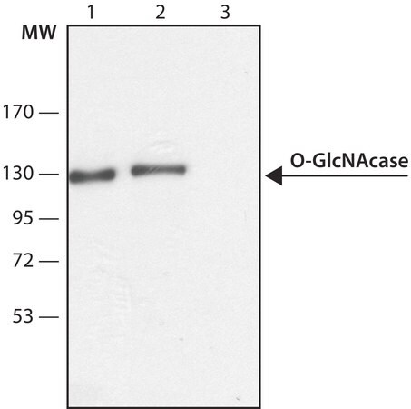 Merck Anti-O-GlcNAcase (OGA) (C-terminal region) antibody produced in rabbit