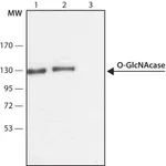 Merck Anti-O-GlcNAcase (OGA) (C-terminal region) antibody produced in rabbit