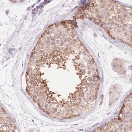 Merck Anti-LIPH antibody produced in rabbit