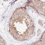 Merck Anti-LIPH antibody produced in rabbit