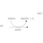 Merck Glucose-6-phosphate Dehydrogenase from &