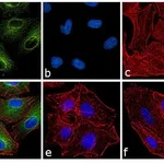 Thermo Fisher Scientific Chicken anti-Rat IgG (H+L) Secondary Antibody, FITC