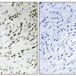 Merck ANTI-TSH2 ANTIBODY PRODUCED IN RABBIT