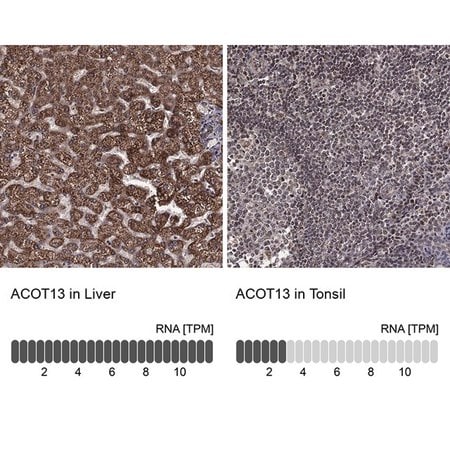 Merck Anti-ACOT13 antibody produced in rabbit