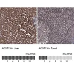 Merck Anti-ACOT13 antibody produced in rabbit