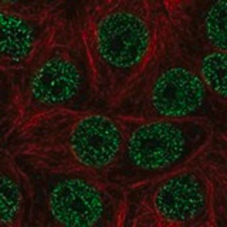 Merck Anti-ZBTB9 antibody produced in rabbit