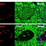 Thermo Fisher Scientific Goat anti-Guinea Pig IgG (H+L) Highly Cross-Adsorbed Secondary Antibody, Alexa Fluor 594