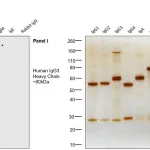 Thermo Fisher Scientific Mouse anti-Human IgG3 Secondary Antibody
