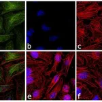 Thermo Fisher Scientific Rat anti-Mouse IgG1 (Heavy chain) Secondary Antibody, FITC