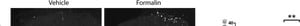 Merck RABBIT ANTI-CALCITONIN GENE RELATED    &