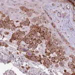 Merck Anti-WDR90 antibody produced in rabbit