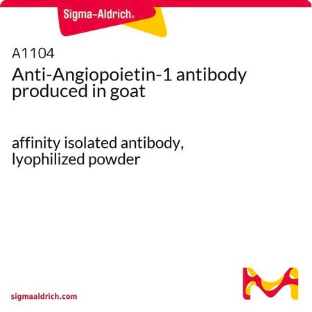 Merck Anti-Angiopoietin-1 antibody produced in goat