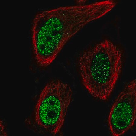 Merck Anti-MGLL antibody produced in rabbit