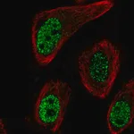 Merck Anti-MGLL antibody produced in rabbit