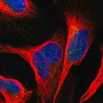 Merck Anti-ANKS6 antibody produced in rabbit