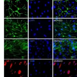 Thermo Fisher Scientific Goat anti-Mouse IgG (H+L) Superclonal Secondary Antibody, Alexa Fluor 488